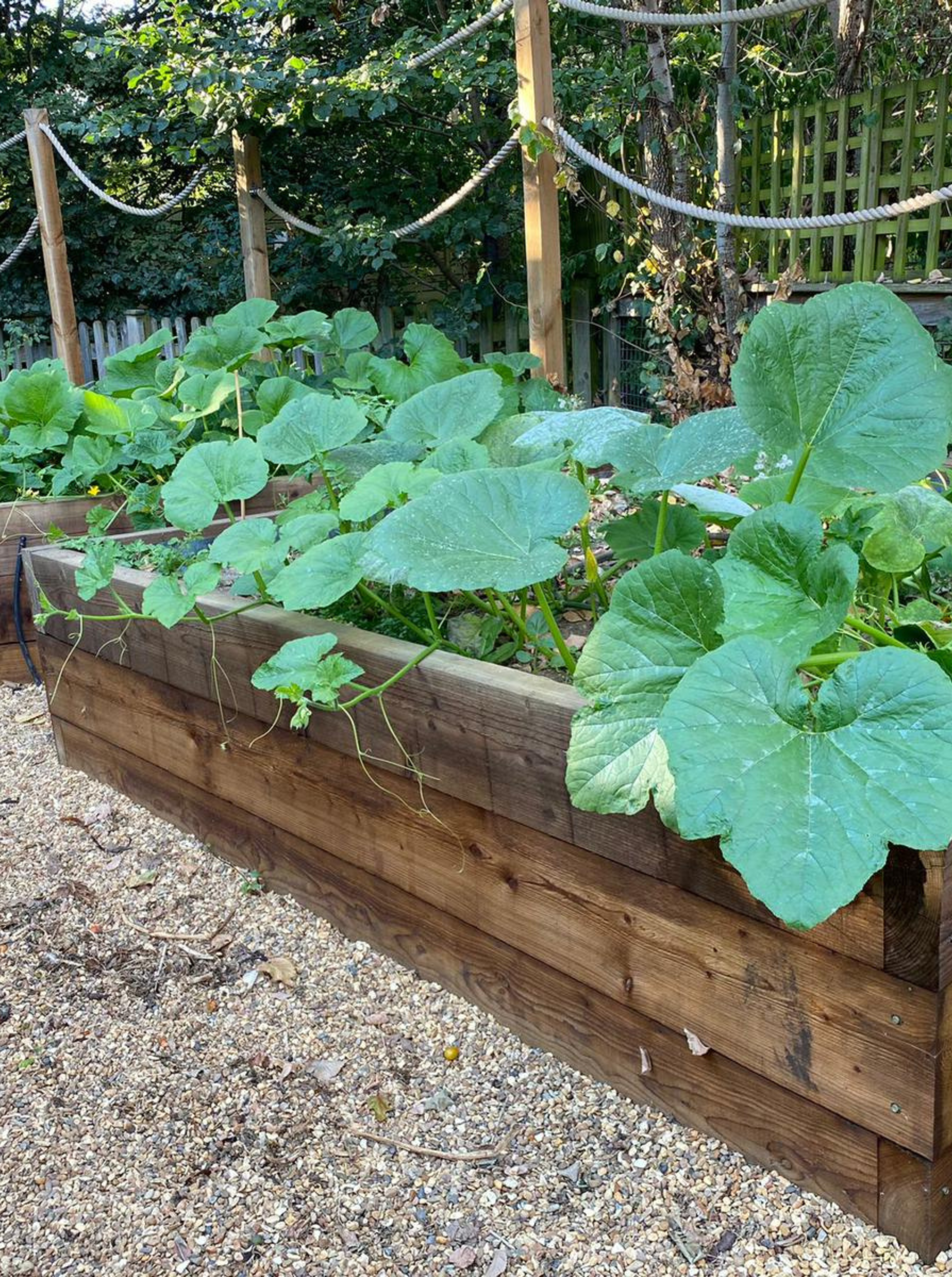 Photo shows a prospering raised bed in the garden